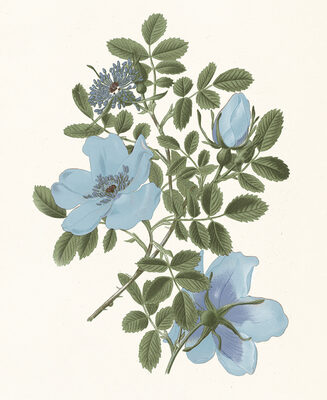 Image Not Available